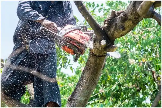 tree services Chincoteague